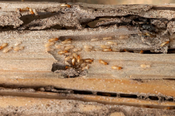 Best Wildlife Control Services  in Williamston, NC